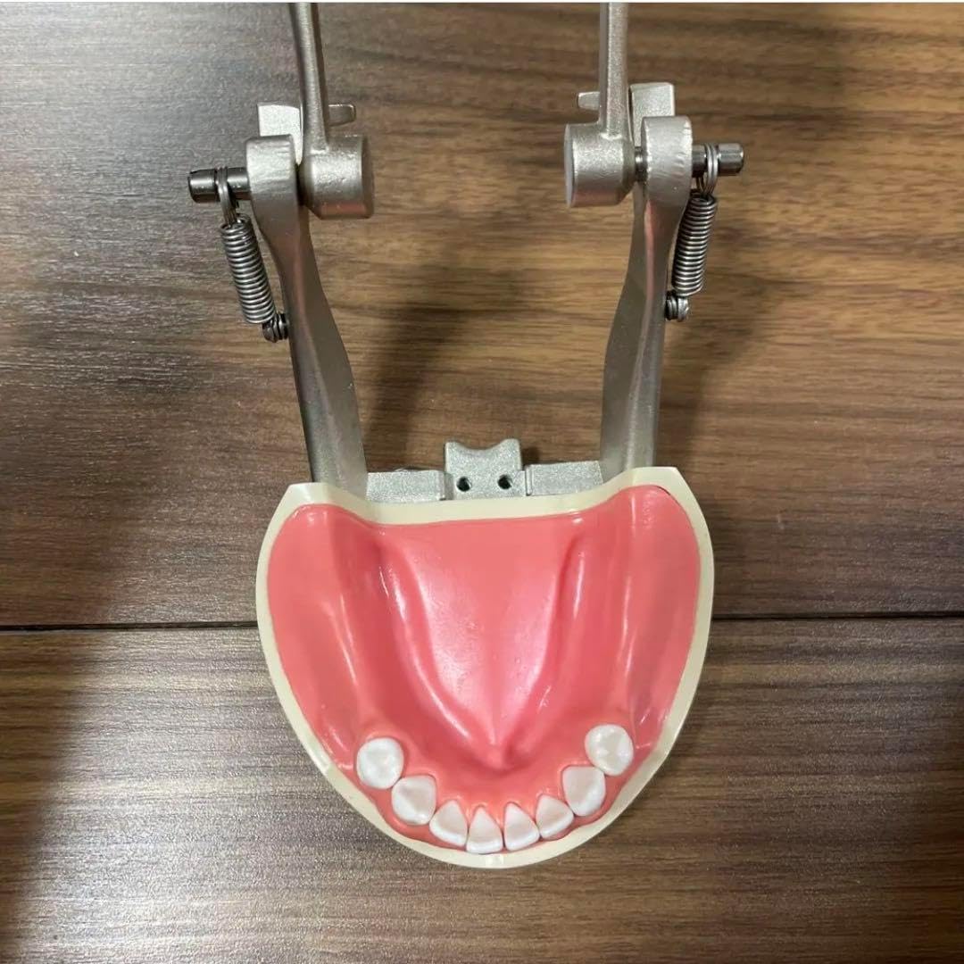 歯牙模型　補綴　歯科　下顎遊離端欠損 歯牙模型 補綴 歯科 下顎遊離端欠損 歯牙模型